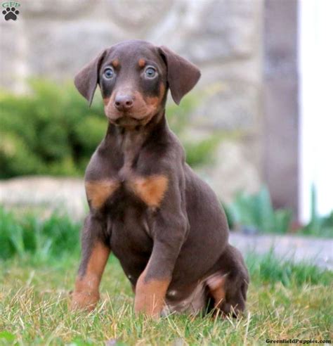 Doberman Pinscher Puppies For Sale | Greenfield Puppies