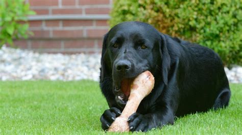 BARF Diet for Dogs | Bones in Raw Food Diets for Dogs | PetMD