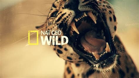 NAT GEO WILD Big Cat Week // Promo Package on Behance