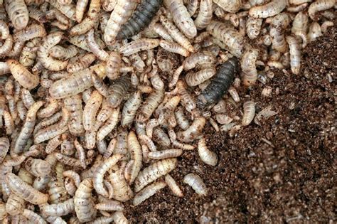 Insect Farming: The Industry set to be Worth $8 Billion by 2030 | Hive Life