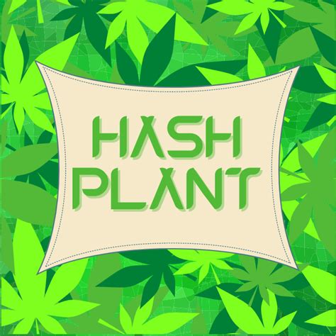 Hash Plant Weed Strain | Buy Hash Plant Cannabis in Canada