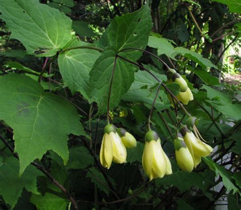 Kirengeshoma palmata | North American Rock Garden Society