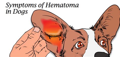 Hematoma: Swollen Dog Ear Flap and How to Treat It - PetHelpful