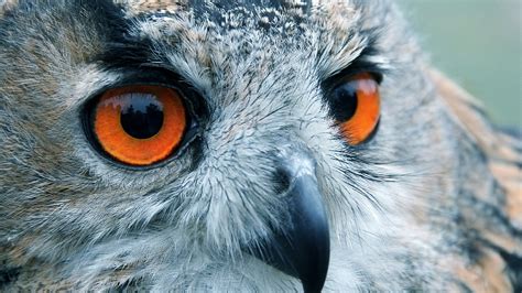 Owl Eyes Wallpaper