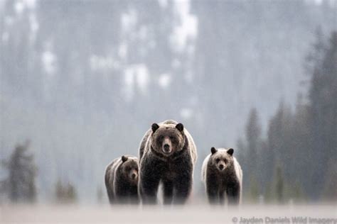 Expert Tips to Spot Banff Wildlife - Travel Banff Canada