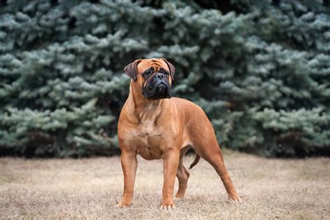 Bullmastiff Price: Security At What Cost?