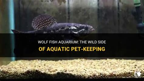 Wolf Fish Aquarium: The Wild Side Of Aquatic Pet-Keeping | PetShun