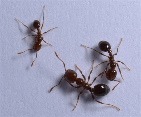 More on the Topic: Fire Ants to Hate - There Are Two Types of Fire Ants ...