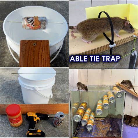 Homemade Mouse Trap (15 DIY Rat Traps that Really Work)