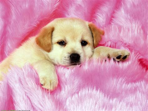 Cute Puppy Wallpapers on WallpaperDog