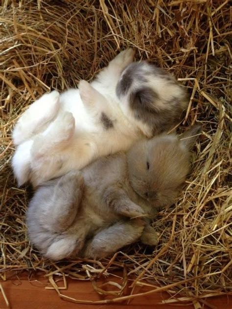 Sleeping Bunnies Pictures, Photos, and Images for Facebook, Tumblr ...