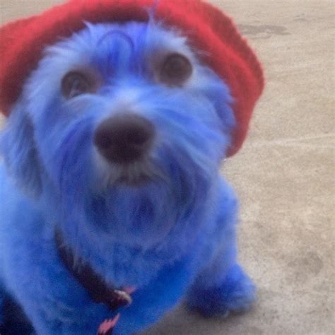 Top 10 Animals in Smurf Costumes and Fancy Dress