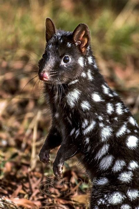 a small black and white animal standing on its hind legs