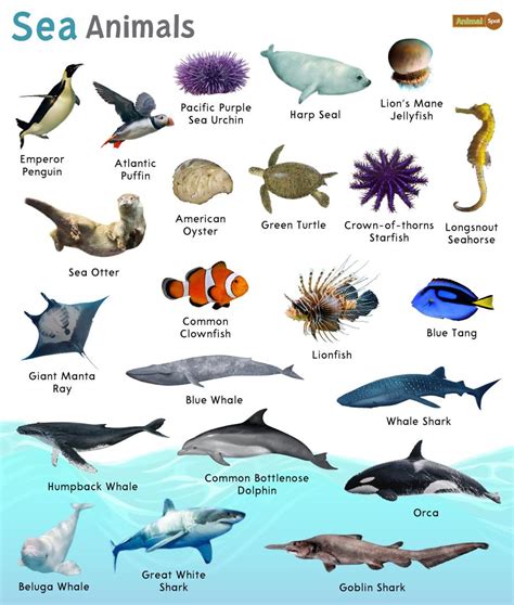 Atlantic Ocean Animals