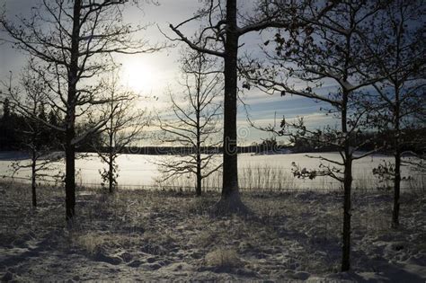 Beautiful Winter Day in Swedish Forest Stock Image - Image of ...