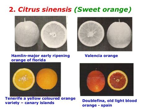 citrus classification