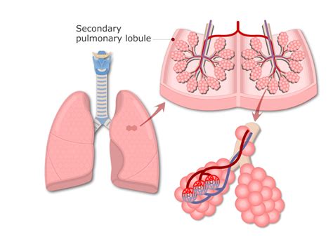 Lung alveoli: anatomy and labeled diagram | GetBodySmart