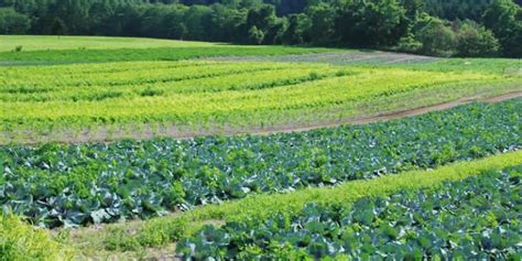 10 Benefits of Crop Rotation in Agriculture | Greentumble