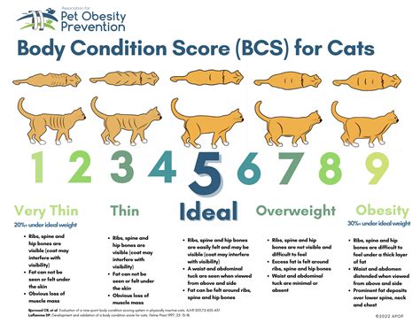 Pet Body Condition Scoring — Association for Pet Obesity Prevention