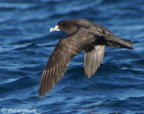 White-chinned Petrel - Species Information and Photos