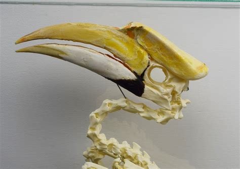 Great hornbill skeleton Bespoke Taxidermy