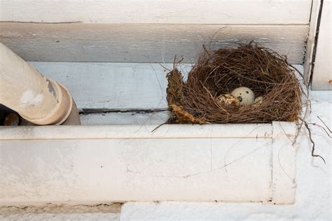 Bird Nest Removal Tips – DRYER VENT & AIR DUCT CLEANING IN OTTAWA