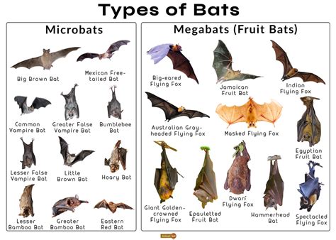 Bat Facts, Types, Classification, Habitat, Diet, Adaptations