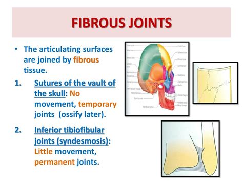 Types Of Fibrous Joints