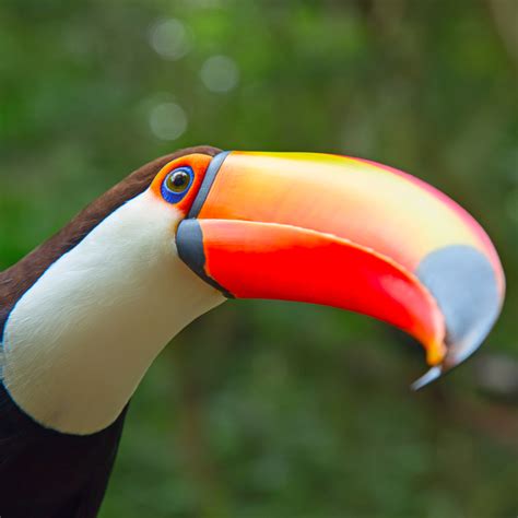 Toco Toucan Habitat