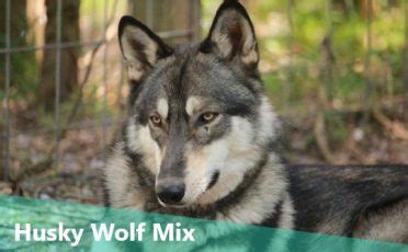 Get Wild With the Outstanding Husky Wolf Dog Mix - Animalso