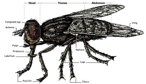 Anatomy of a Fly - Flies