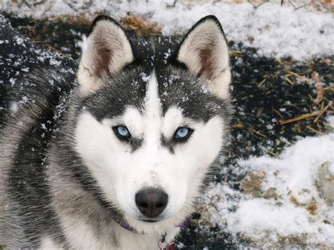 Siberian Husky Dog Breed » Information, Pictures, & More