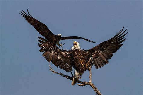 Osprey attacking Bald Eagle Photograph by Dan Ferrin - Pixels