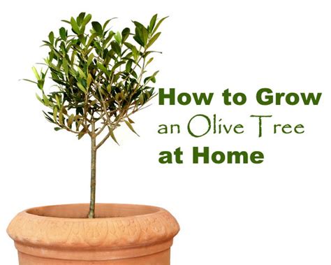 Rising Olive Bushes Indoors - Dwarf Olive Tree Care - Batang Tabon