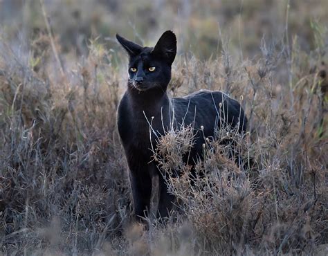 Manja, The Rare Melanistic Serval Cat Roams The Serengeti In Tanzania ...