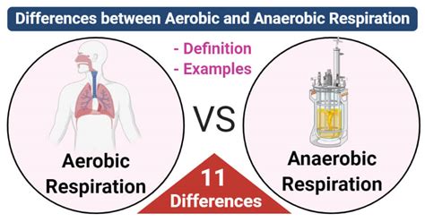 Aerobic vs. Anaerobic Respiration: 11 Differences, Examples