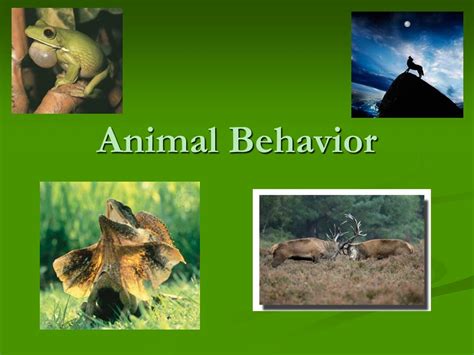 PPT - Animal Behavior PowerPoint Presentation, free download - ID:372088