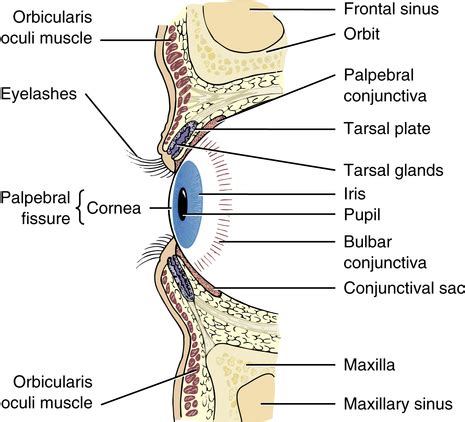 Anatomy Of Eye Socket