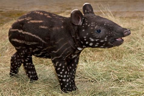 Tapir | San Diego Zoo Animals & Plants