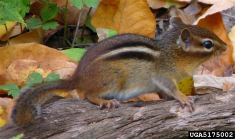 Eastern Chipmunk - Tamias striatus - NatureWorks