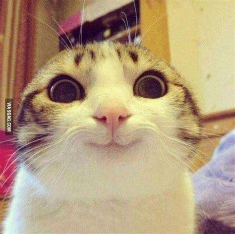 Gato sorrindo | Cat memes, Funny cat pictures, Cute funny animals