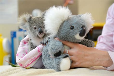 Cute baby koala smashes into a tree but recovers like a champ | For The Win