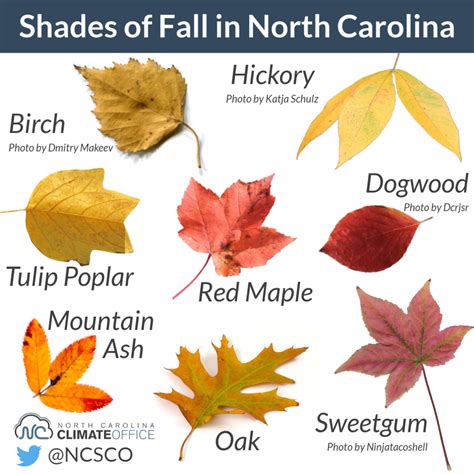 The Leaves, They Are a Changin’… But Why? - North Carolina State ...