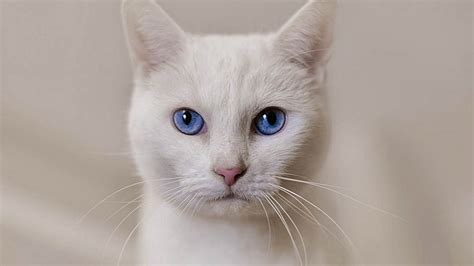 Gatos: ¿Por qué los gatos blancos de ojos azules suelen ser sordos?