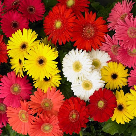 Outsidepride Gerbera Daisy Mega Revolution Select Flower Seed Mix - 20 ...