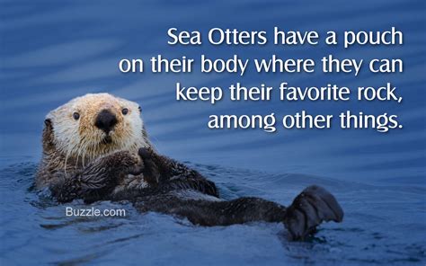 Facts About Sea Otters - Animal Sake