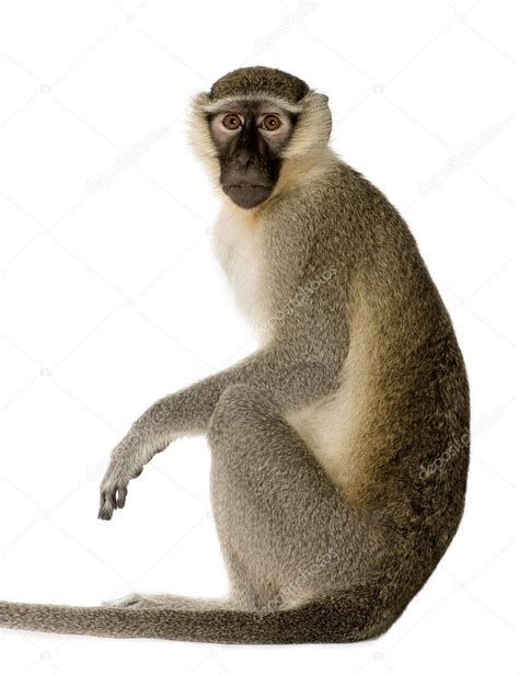 Vervet Monkey - Chlorocebus pygerythrus Stock Photo by ©lifeonwhite ...