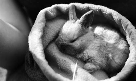 Baby rabbit sleeping! : r/Rabbits