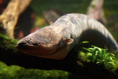 Electric Eel (Electrophorus Electricus) Stock Photo - Image of fish ...