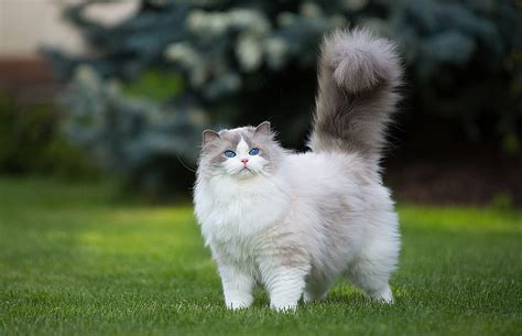 HD wallpaper: white and gray Persian cat, grass, green, animals, blue ...